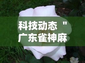 科技动态 ＂广东雀神麻将为什么一直输”其实确实有挂